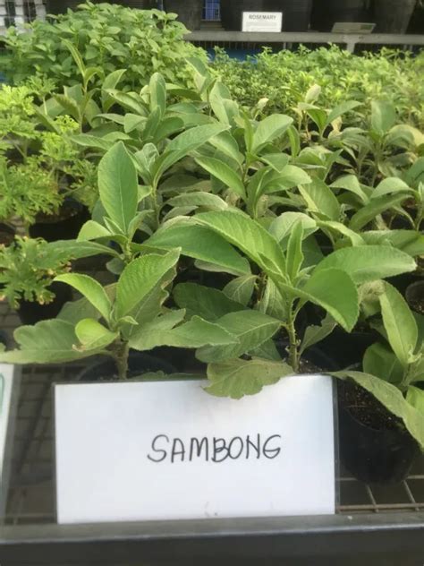 sambong plant for sale.